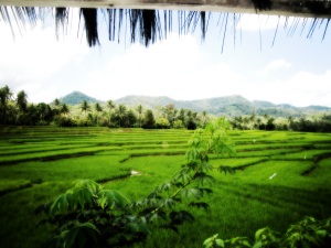 Great view of the rich rice fields in Palaisdaan resto!!!