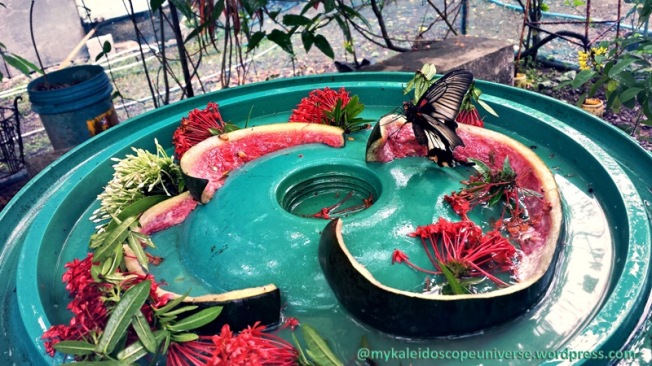 I never knew that butterflies are into watermelons!!!
